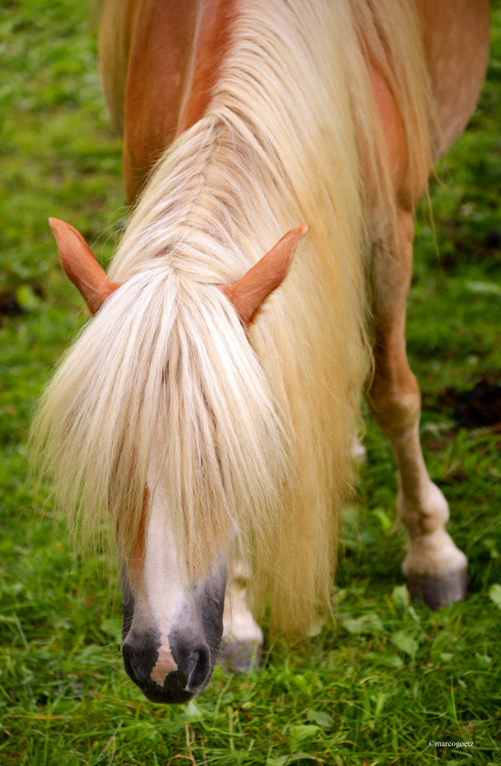 PFERD BALLENBERG SWITZERLAND 